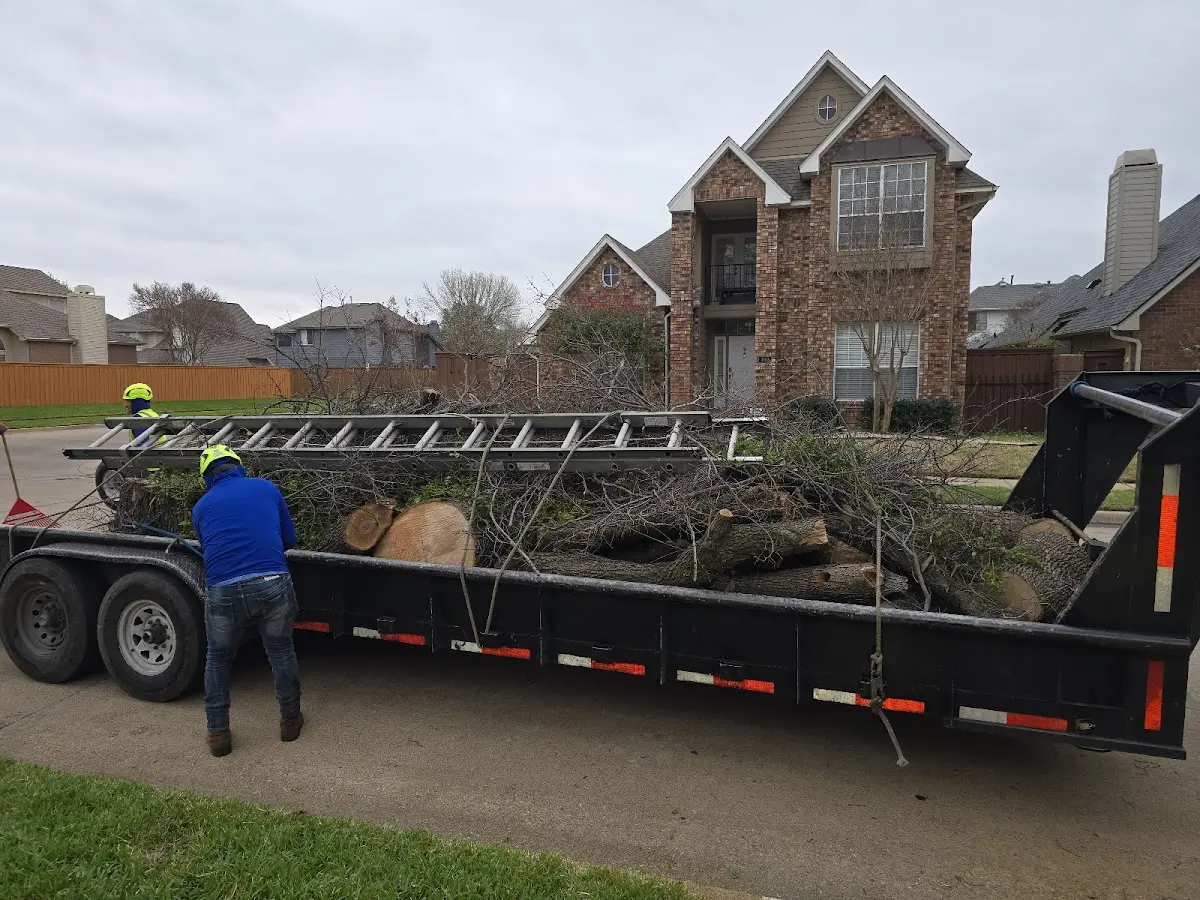 Expert Tree Pest Control with proper safety equipment in Frazee